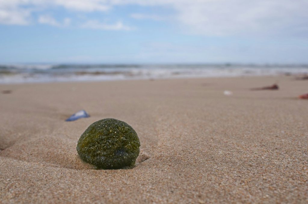 green round fruit on brown sand during daytime