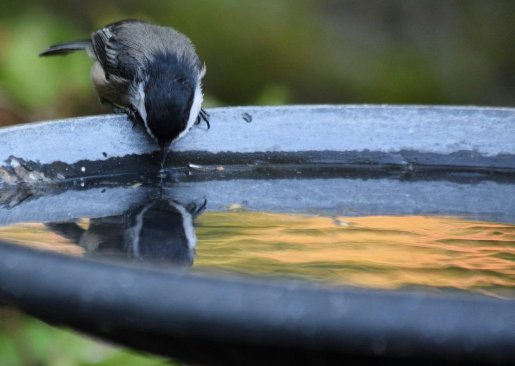 a small bird drinking water from a bird bath