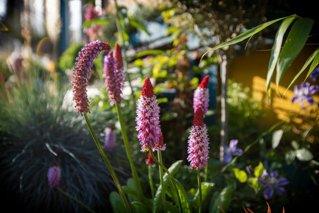 Beautiful pink flowers bloom in a garden.