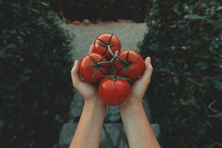 red tomatoes