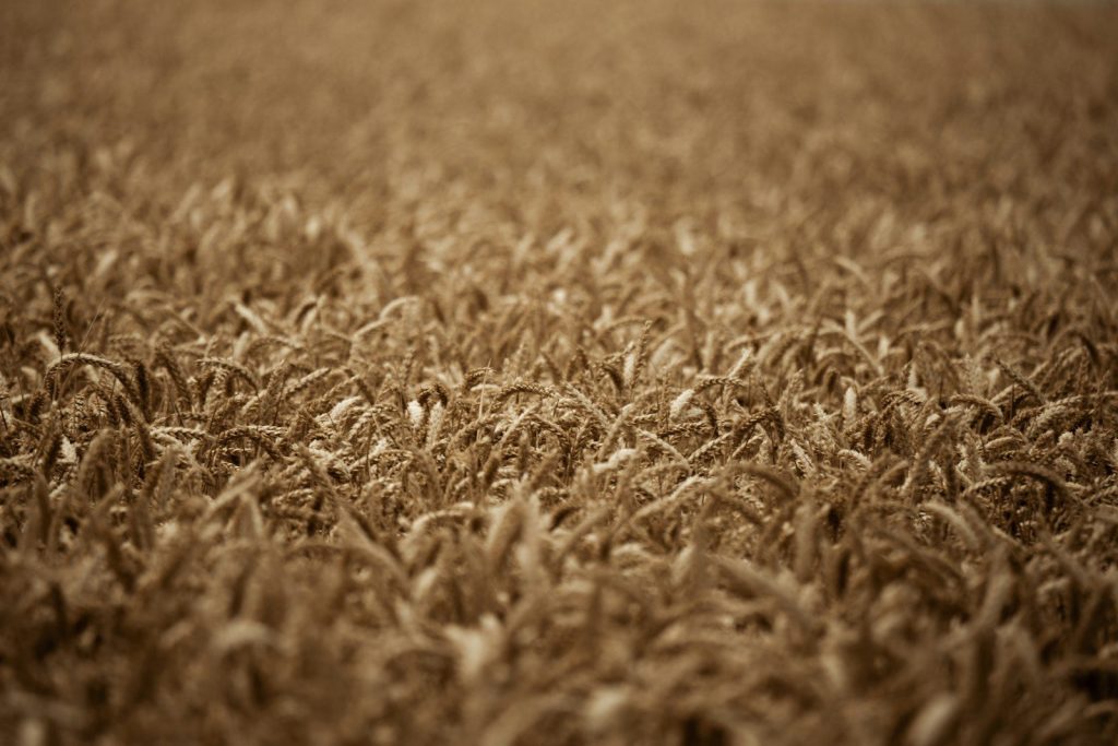 Field of ripe wheat under a soft light