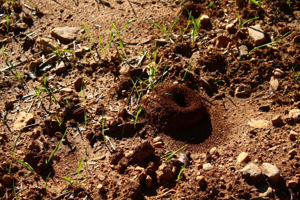 A small hole in the ground with grass growing out of it