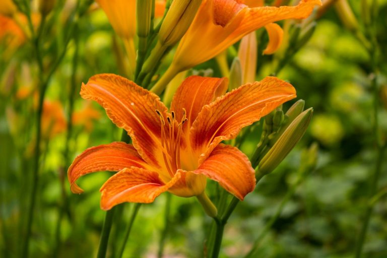 a close up of an orange flower in a field