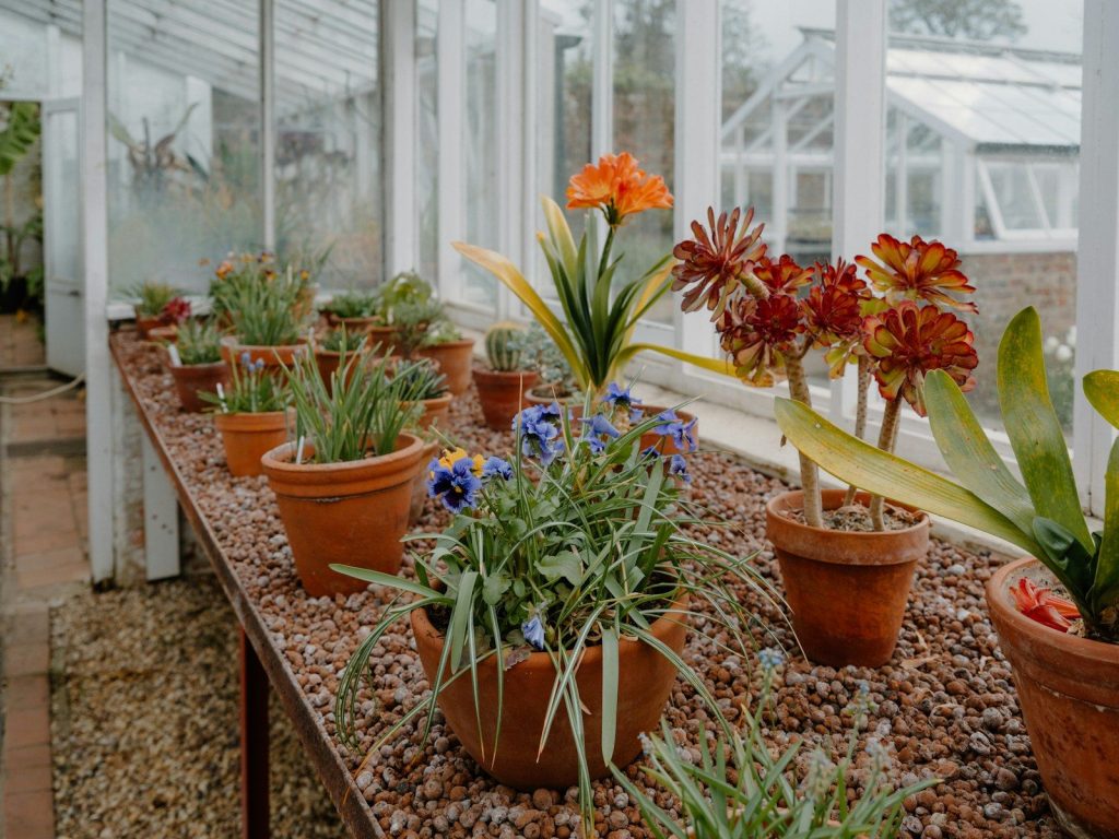Various potted plants displayed inside a greenhouse.