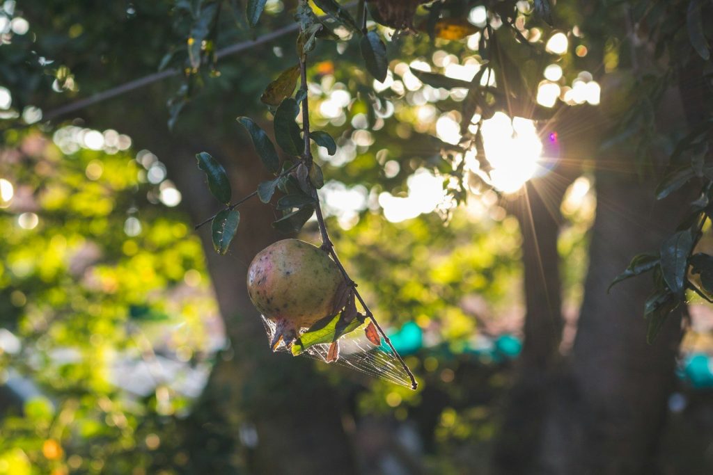 A bunch of fruit hanging from a tree