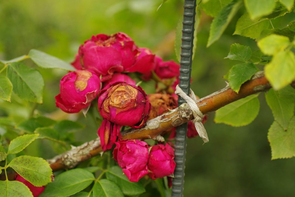 A bunch of flowers that are on a branch