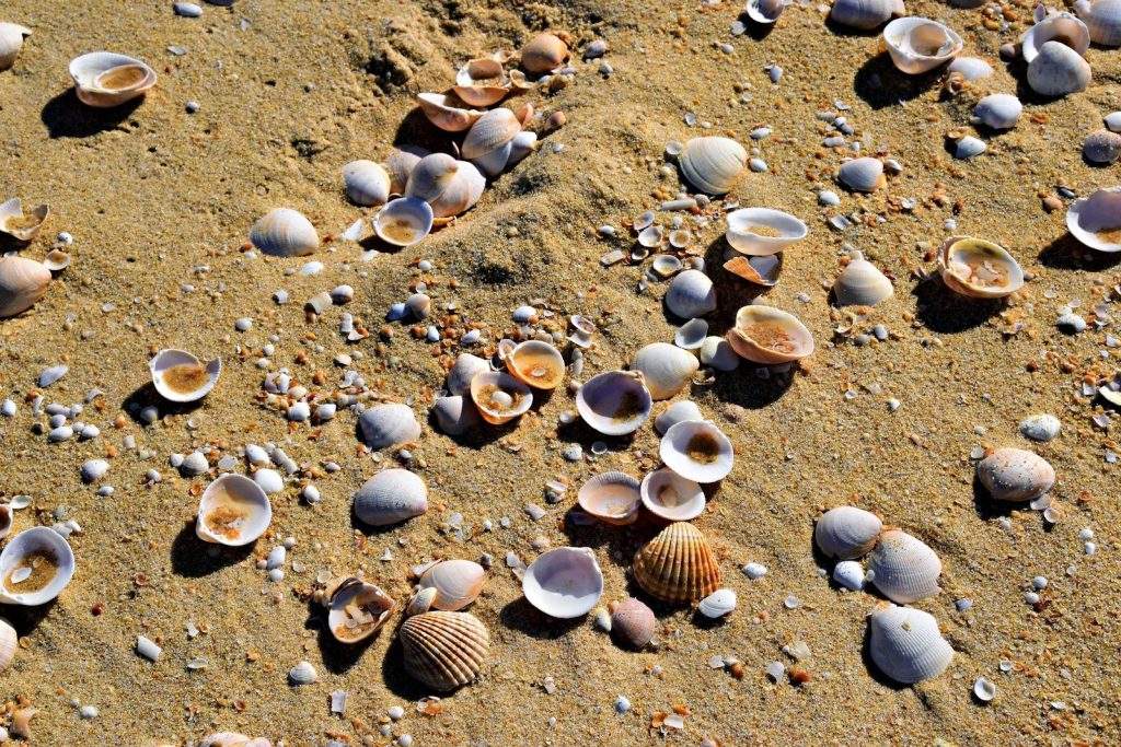 Seashells scattered on a sandy beach.