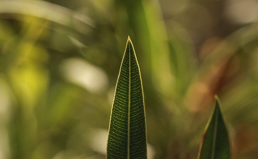 Close-up of a sharp green leaf with blurred background