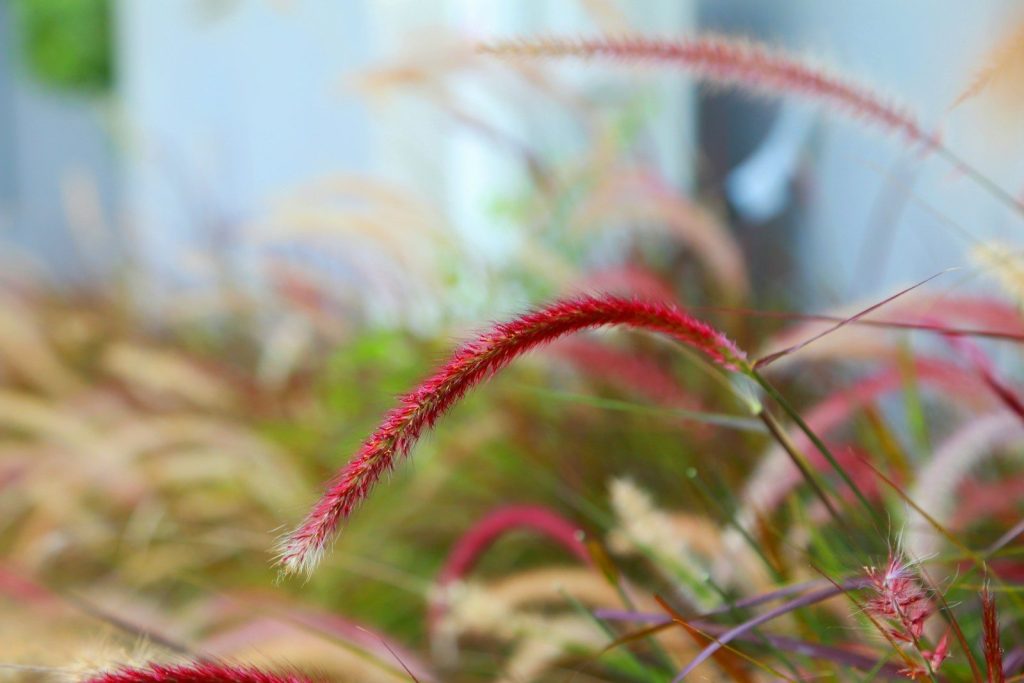 Red and tan ornamental grass in soft focus.