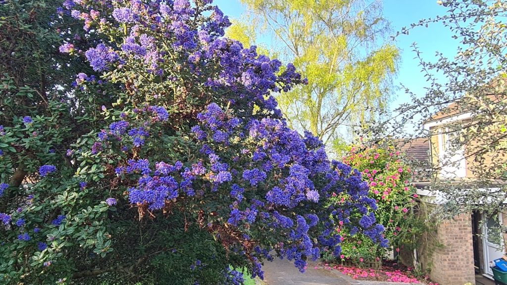 A large bush with purple flowers and green leaves.