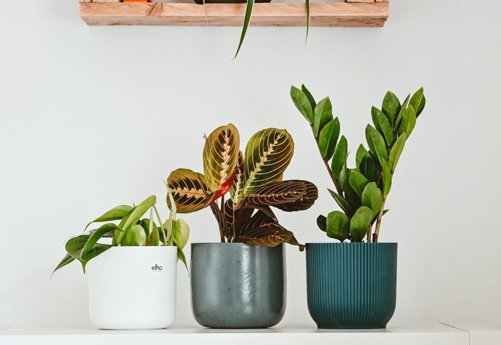 three potted plants sitting on top of a white shelf