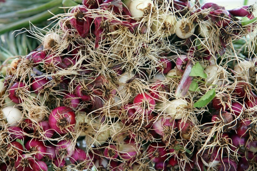 Freshly harvested red onions with their roots.