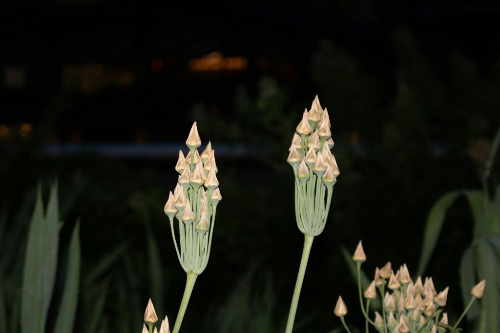A bunch of flowers that are in the grass