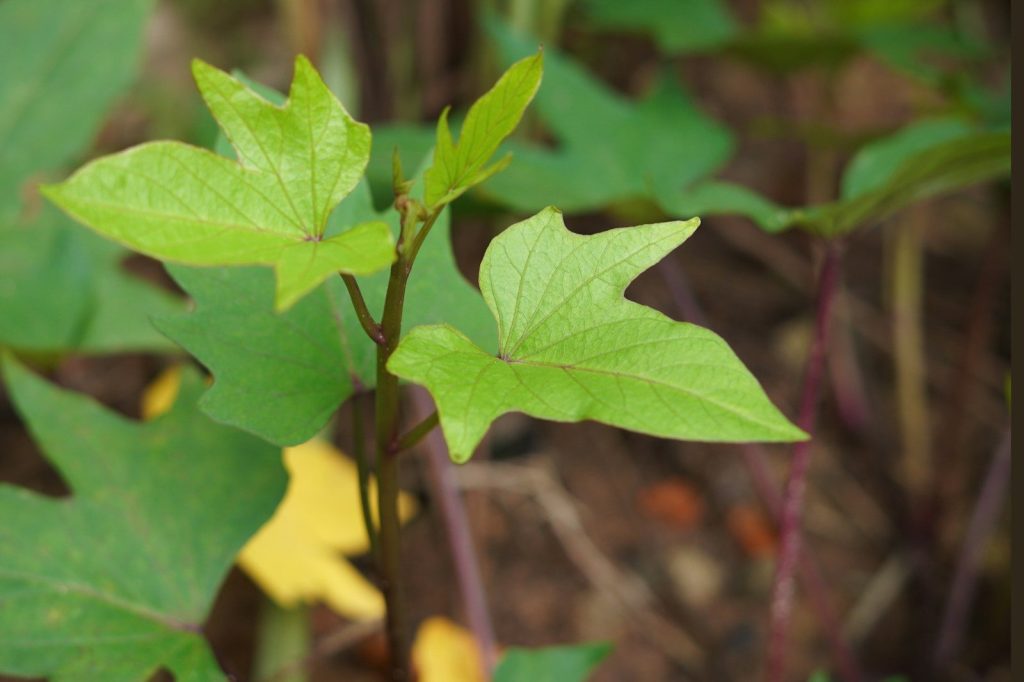 a close up of a plant with green leaves