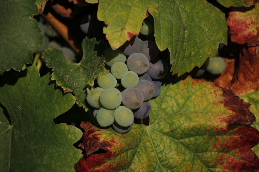 A bunch of grapes growing on a vine