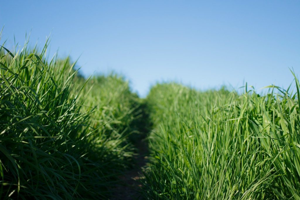 grass field