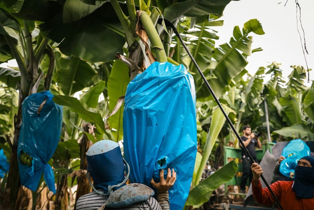 Workers harvesting bananas covered in blue bags.