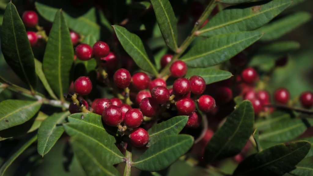 a close up of some berries