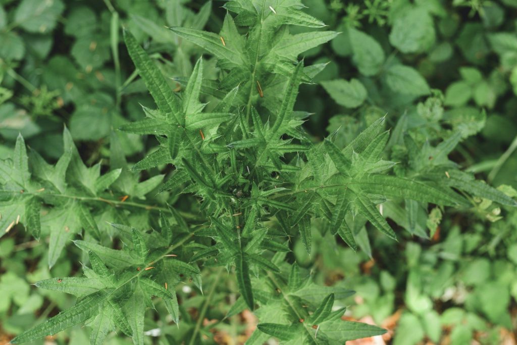 Green plant with deeply lobed, serrated leaves.