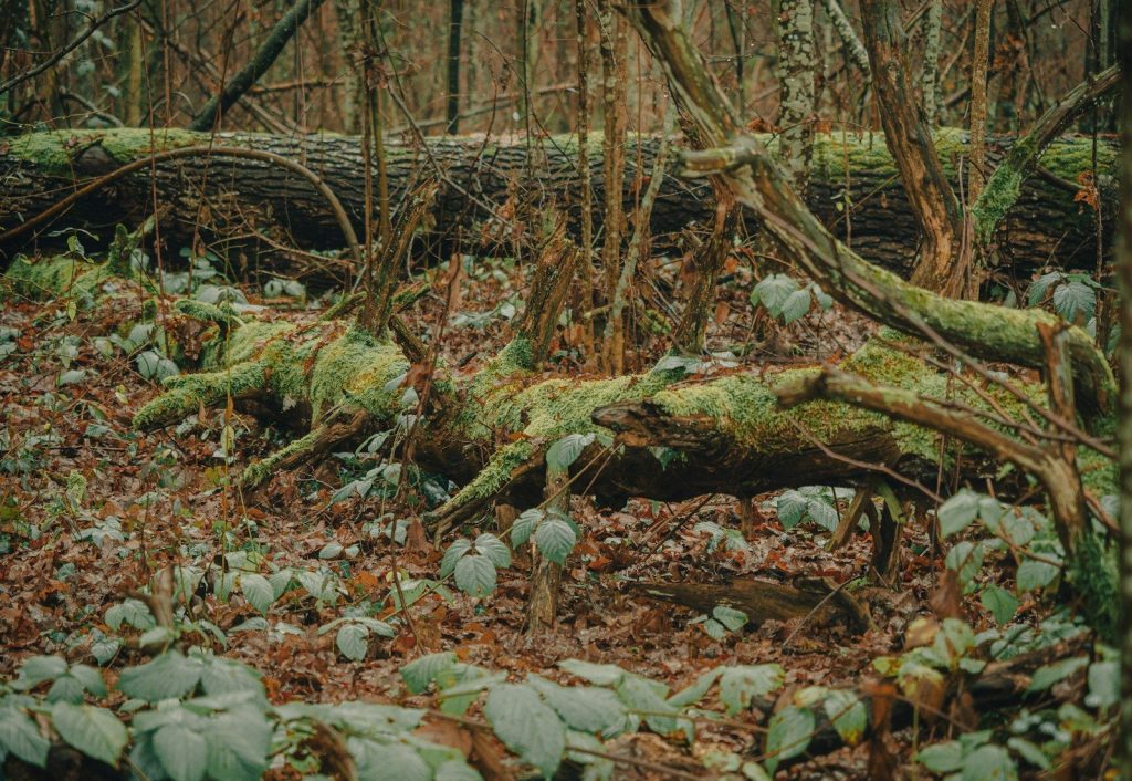 a forest with fallen trees