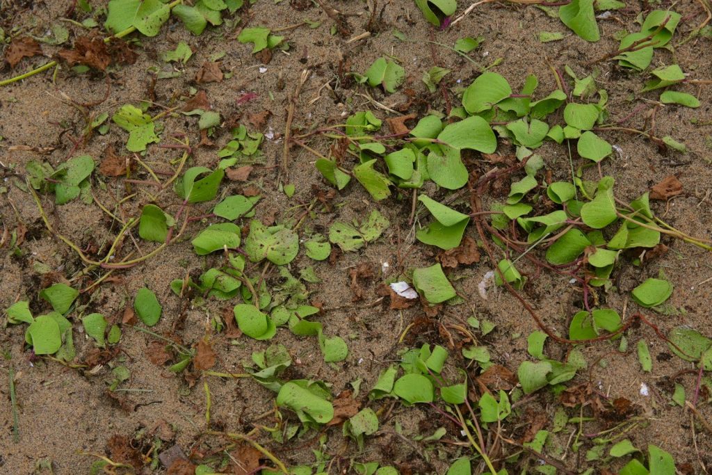a patch of dirt with green plants growing on it