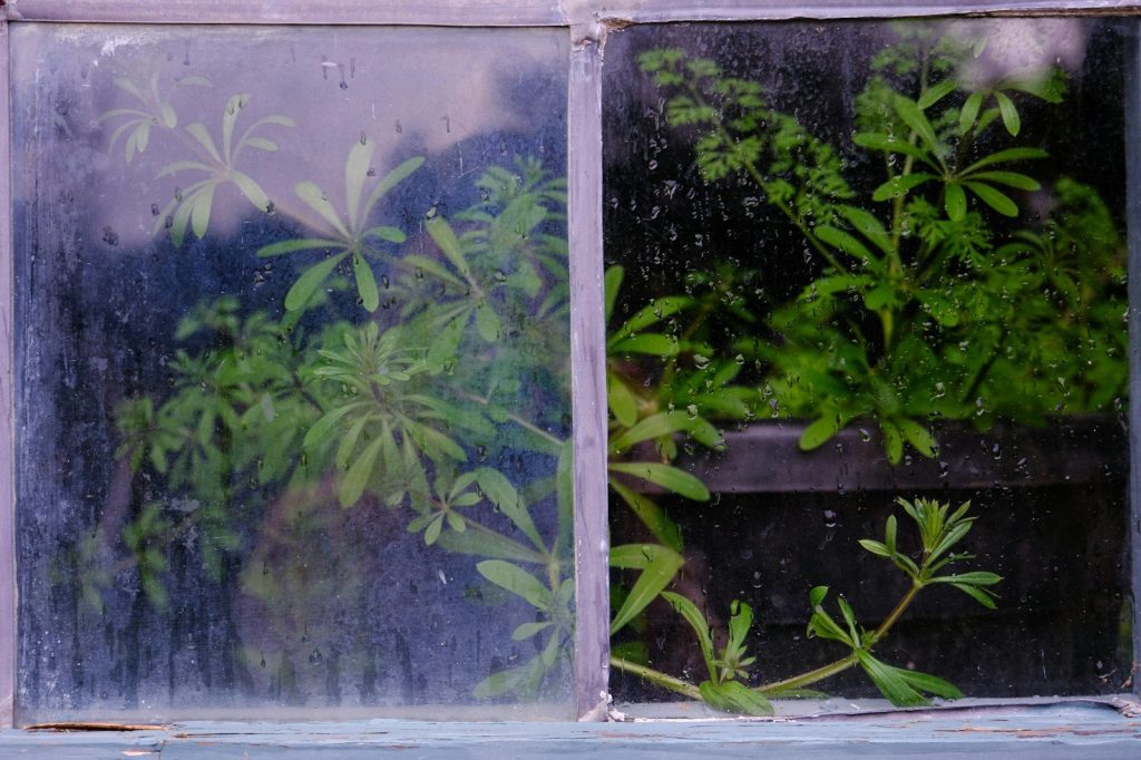 a window that has some plants in it