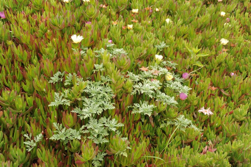 a patch of green plants with white and pink flowers