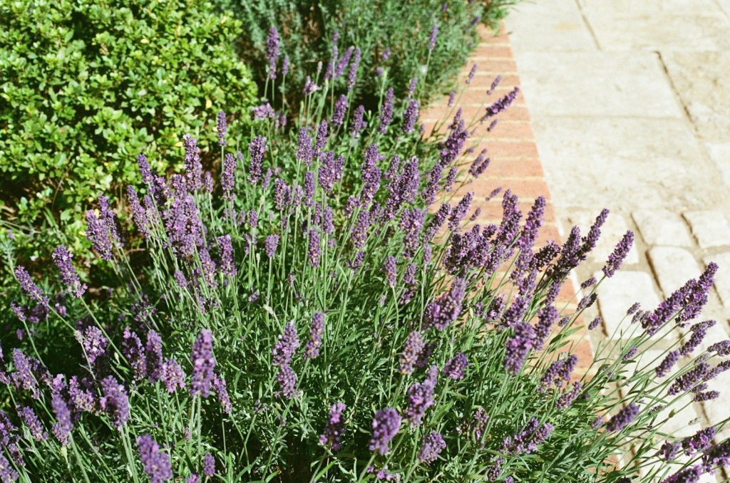 Purple lavender flowers with green foliage and brick path.