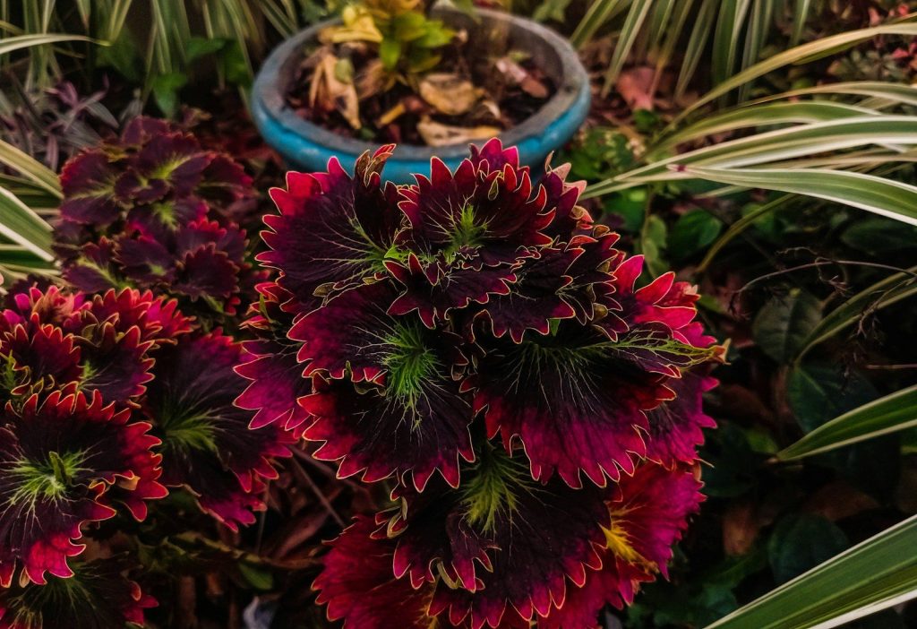 Close-up of ruffled, dark red and green coleus leaves.