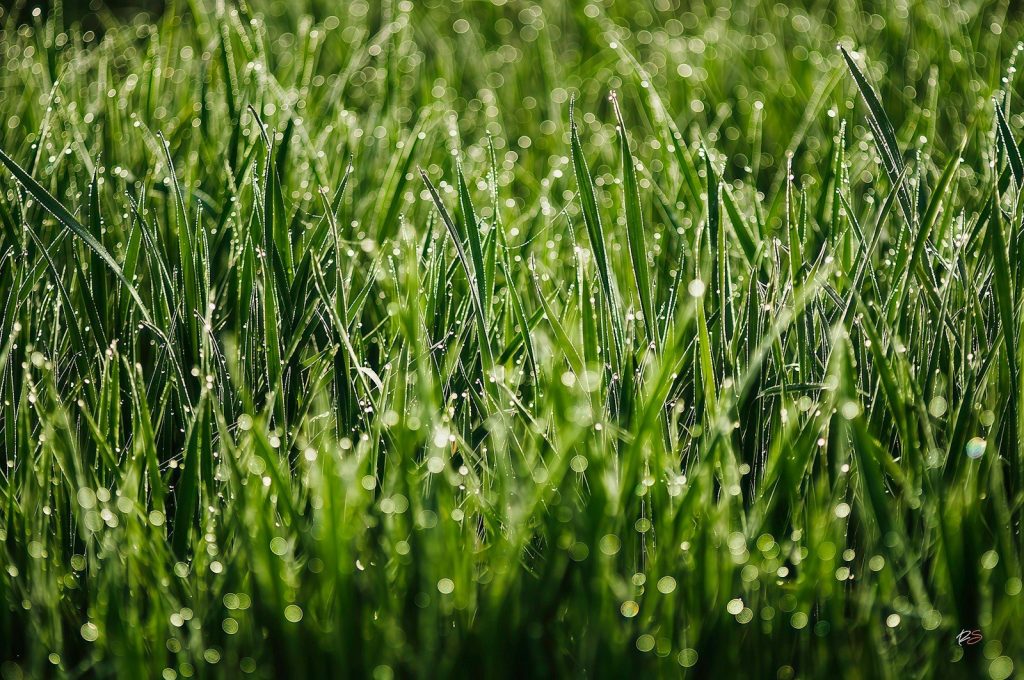 Close-up of wet green grass with morning dew.