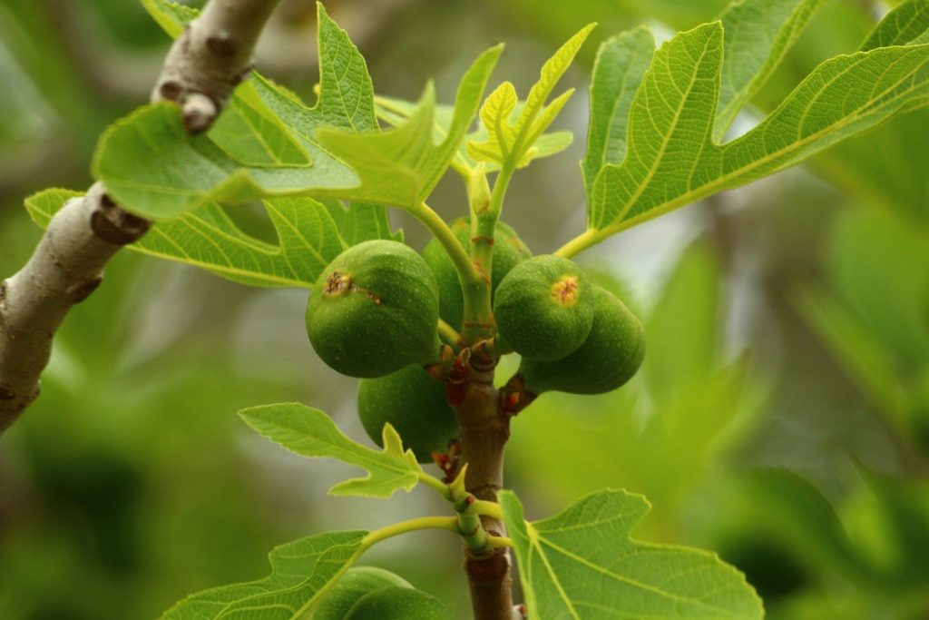 Green figs growing on a tree branch.