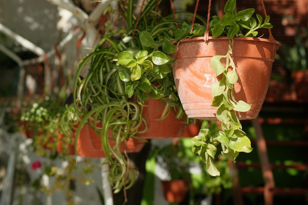 Hanging potted plants with green leaves outdoors