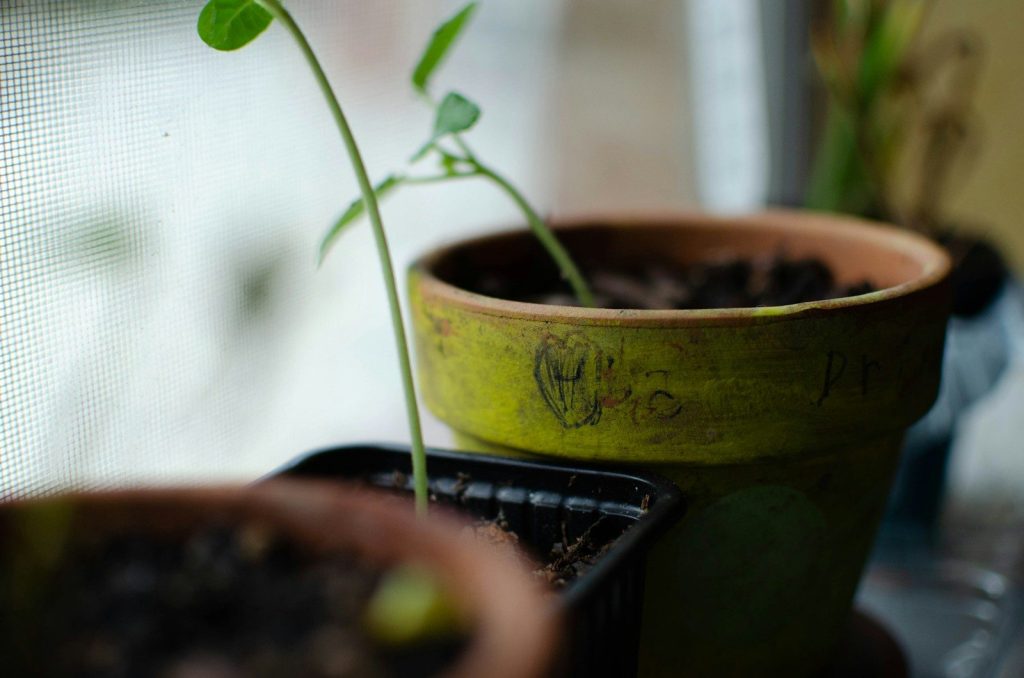 a plant in a pot