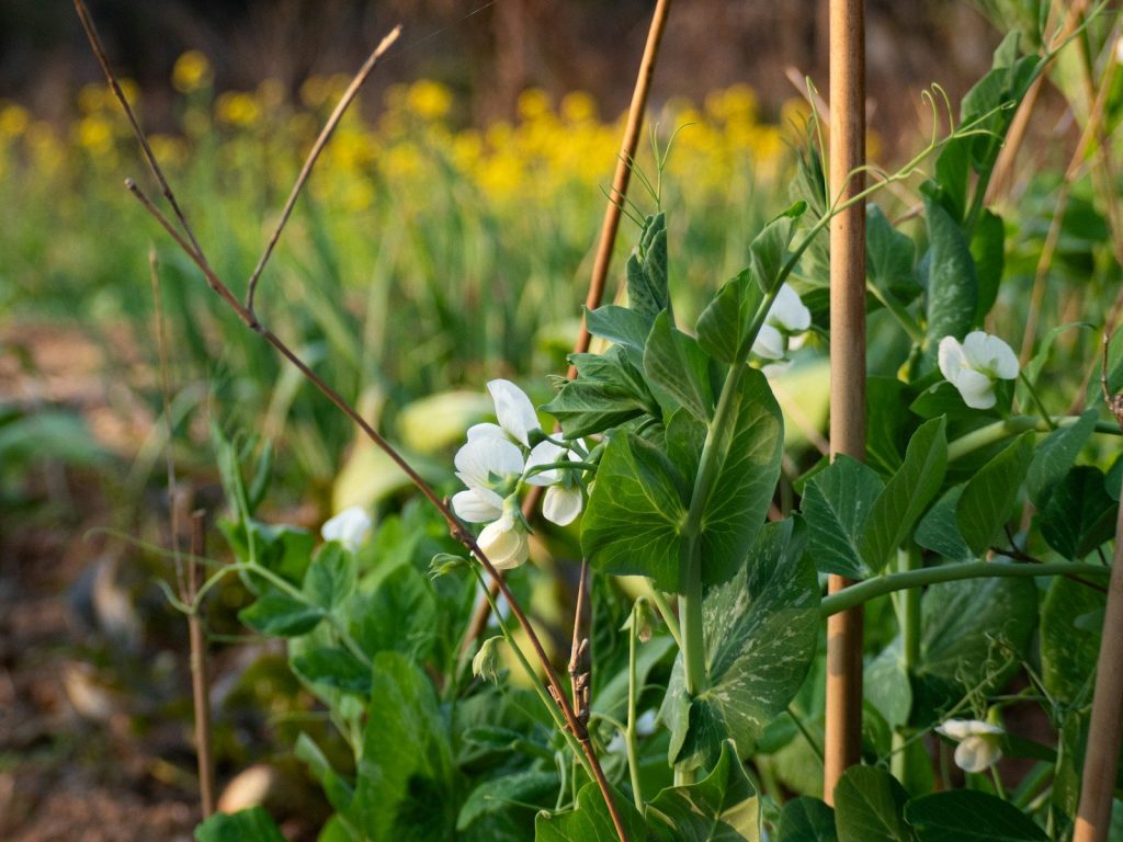 White pea flowers blooming on a vine in a garden.