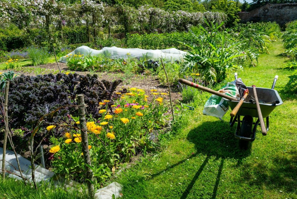 A lush garden with flowers, plants, and a wheelbarrow.
