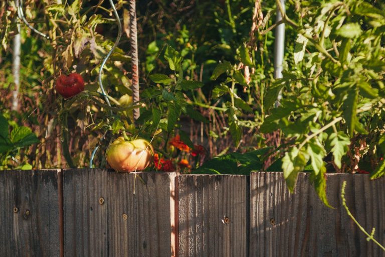 a fence that has some fruit on top of it