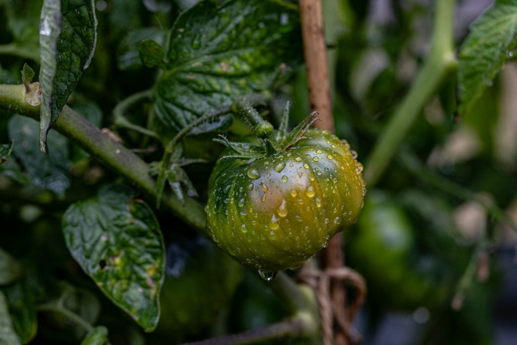 A close up of a tomato plant with drops of water on it
