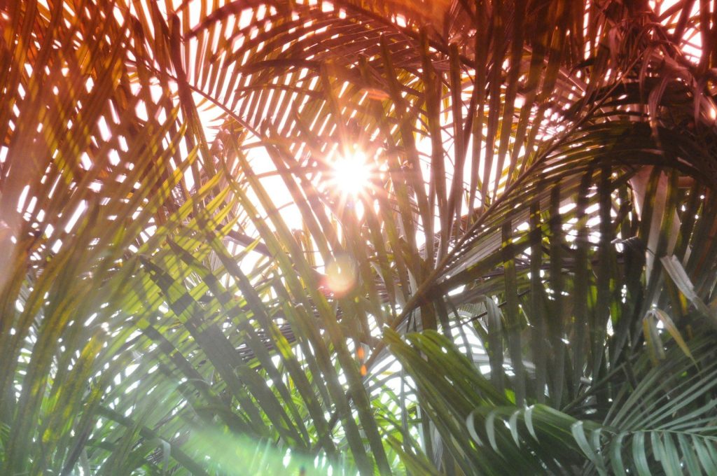 the sun shines through the leaves of a palm tree