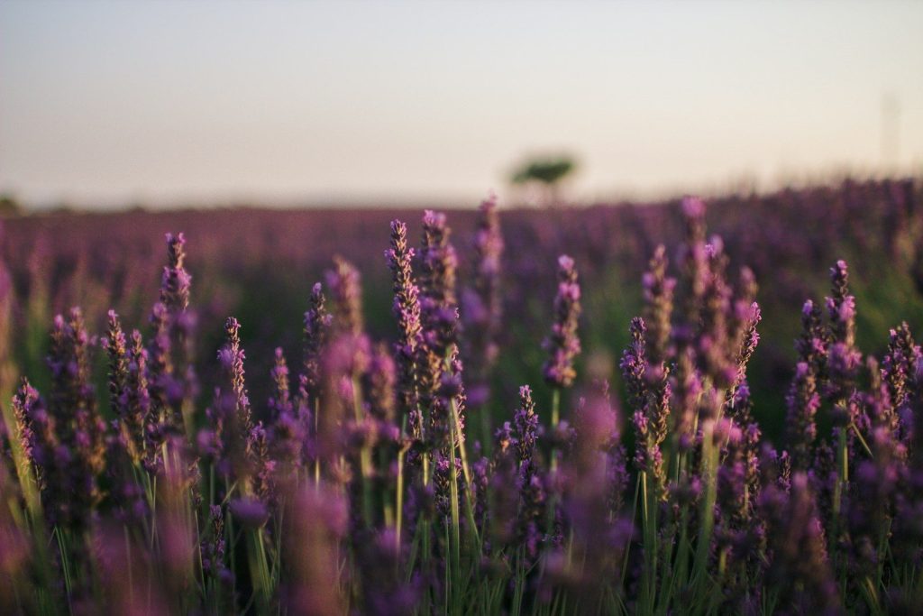 purple flower field during daytime