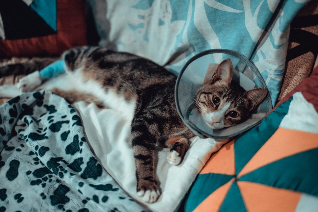 brown tabby cat on white and blue textile