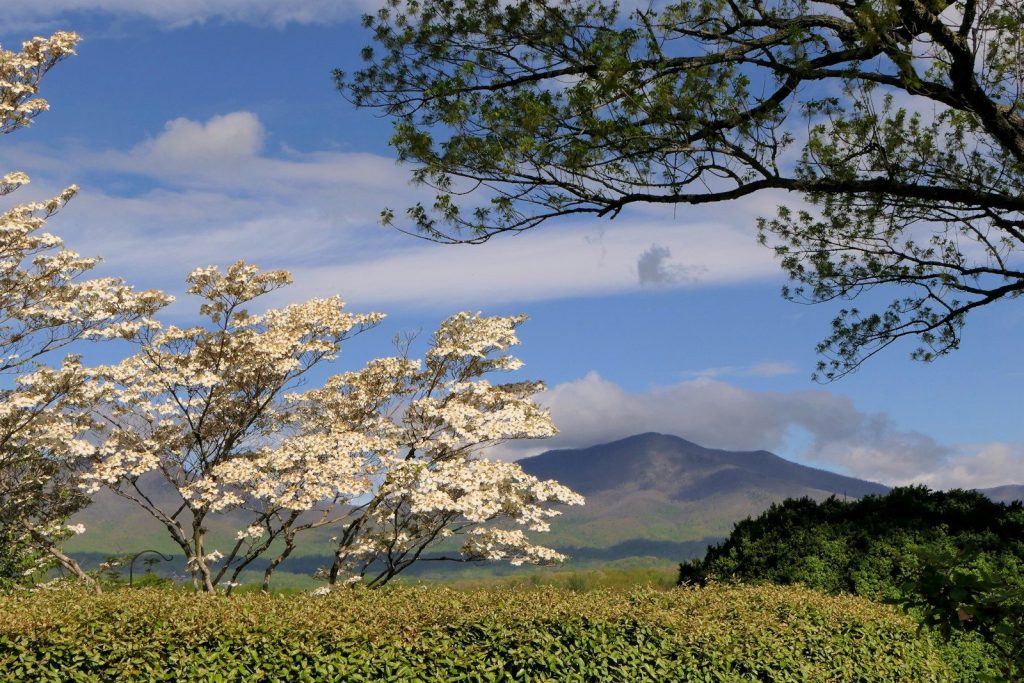 a tree with white flowers in front of a mountain