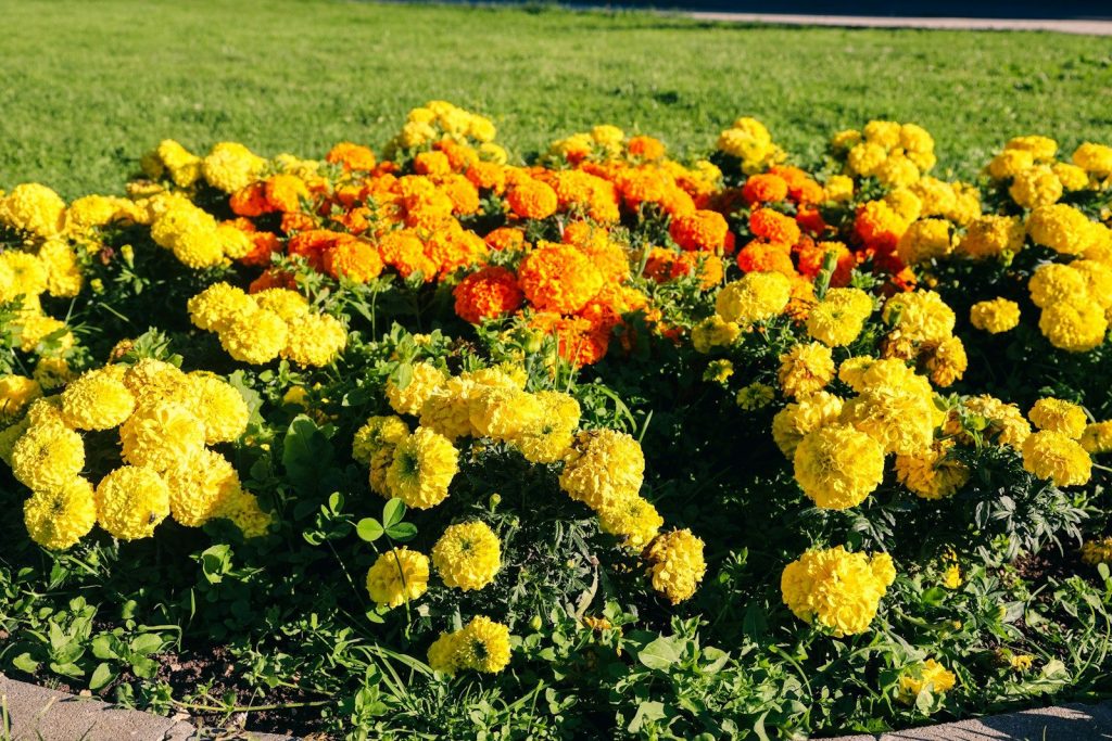 A bunch of yellow and orange flowers in a garden