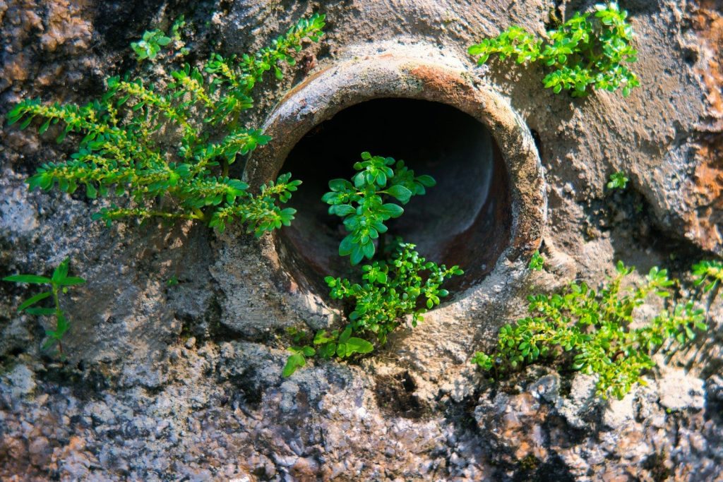 a plant growing in a hole in the ground