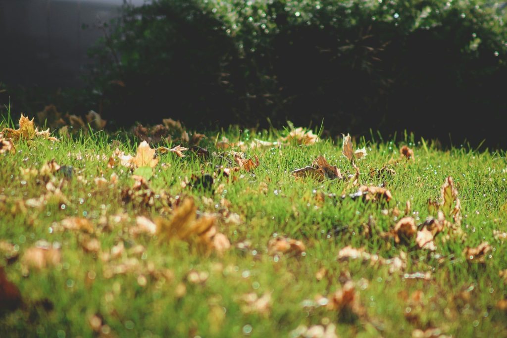 a bird is sitting in the middle of the grass