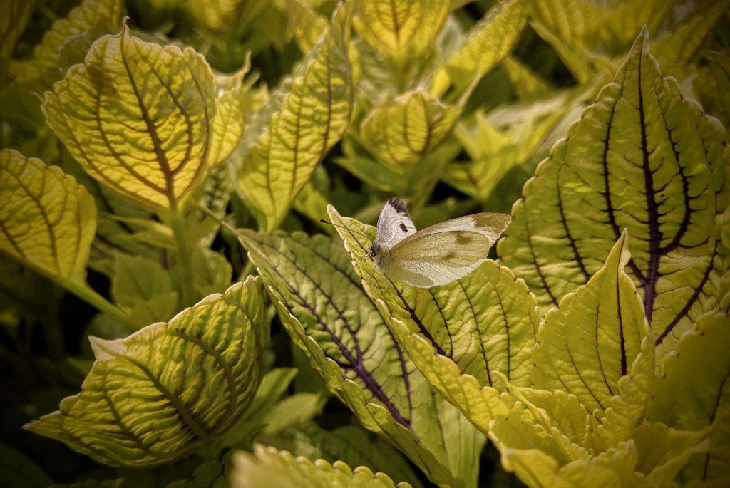 shallow focus photography of butterfly in green-leafed plant