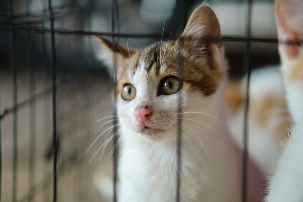 a close up of a cat in a cage