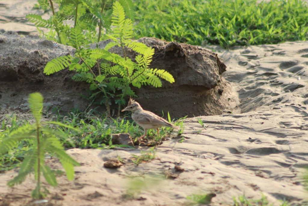 A small plant growing out of a crack in the sand