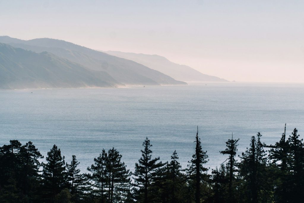 a group of trees next to a body of water