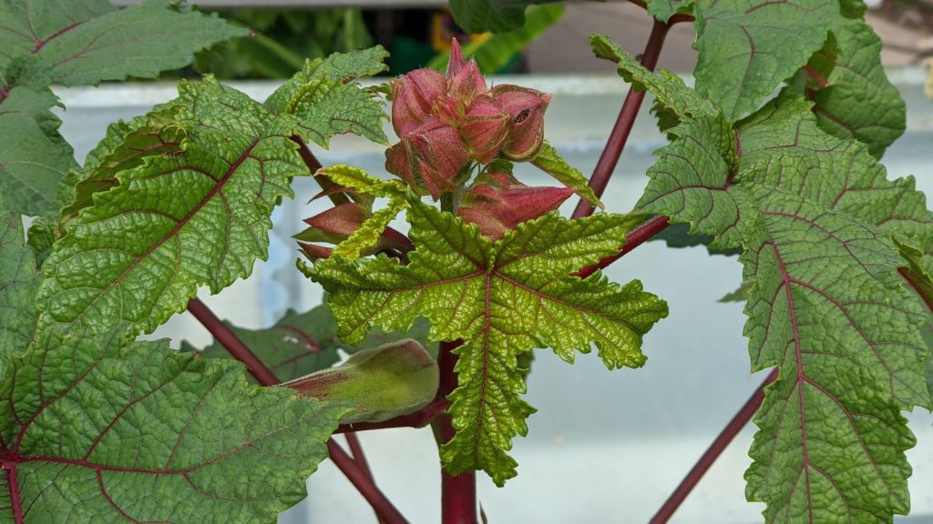 a close up of a plant with green leaves