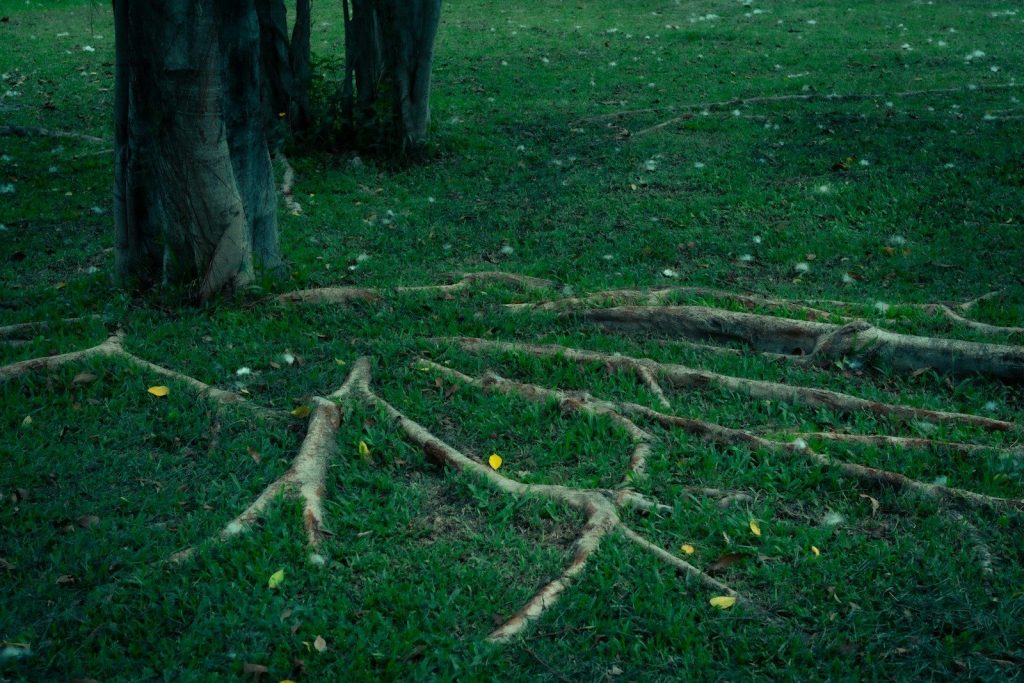 Tree roots are exposed on a grassy lawn.